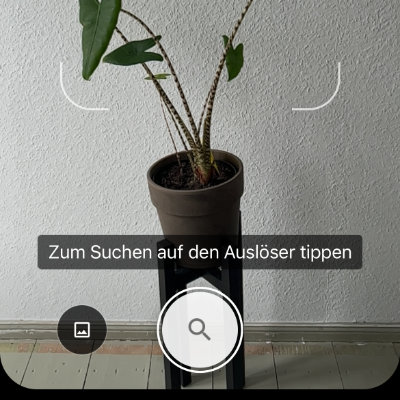 Google Lens iPhone Pflanze 2