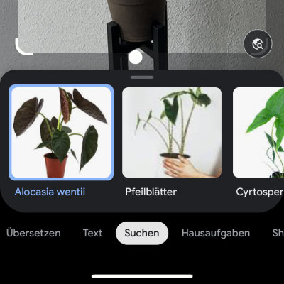 Google Lens iPhone Pflanze 3